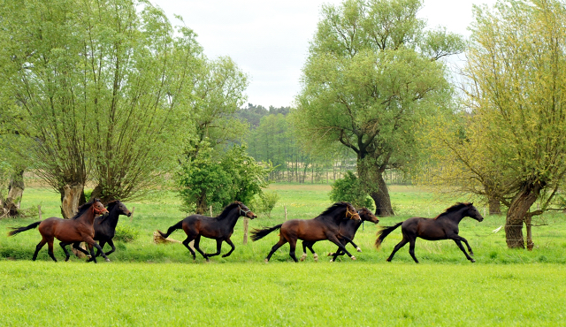 zweijhriger Hengst von Exclusiv u.d. Schwalbenfee v. Freudenfest in Schplitz - Foto: Beate Langels - Trakehner Gestt Hmelschenburg