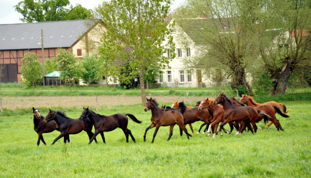 Die Jährlingshengste im Gestüt Schäplitz 14. Mai 2015 - Foto Beate Langels - Gestüt Hämelschenburg