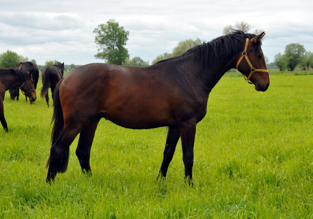 zweijhriger Hengst von Exclusiv u.d. Schwalbenfee v. Freudenfest in Schplitz - Foto: Beate Langels - Trakehner Gestt Hmelschenburg