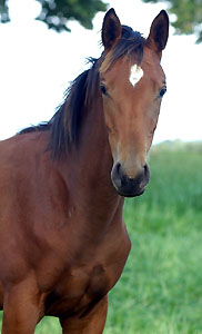 Filly by Summertime out of Beloved by Kostolany
