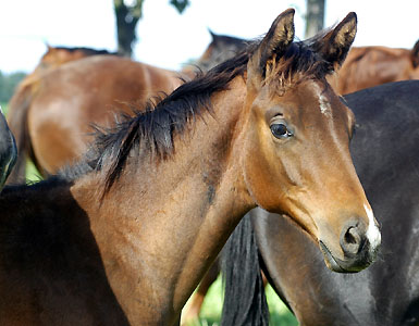Colt by Summertime out of Greta Garbo by Alter Fritz