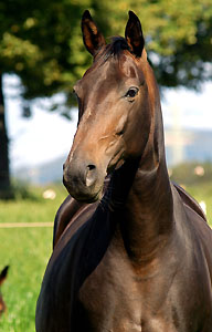 Beloved by Kostolany - Sandro - Inschallah AA