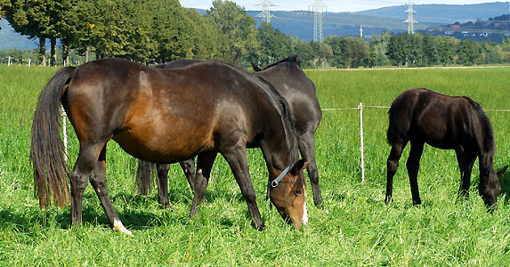 Pr.St. Tavolara by Exclusiv out of Elitemare Thirza by Karon