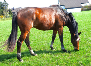 Im Mrz 2014 - Ascari von Freudenfest x Lauries Crusador xx - Foto: Christians