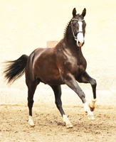 Trakehner Hengst von Saint Cyr x Alter Fritz x Kostolany, Foto: Beate Langels Gestt Hmelschenburg