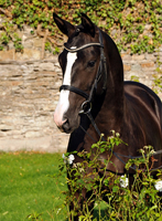 Trakehner Hengst von Saint Cyr x Alter Fritz x Kostolany, Foto: Beate Langels Gestt Hmelschenburg