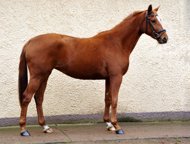 Be Fair von Symont - Kostolany - Foto: Beate Langels - Trakehner Gestt Hmelschenburg