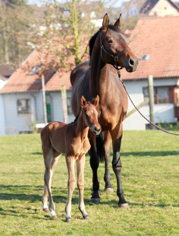 Trakehner Stutfohlen von Exclusiv u.d. Pr.u.StPrSt. Konora v. Hofrat, Foto: Jrn