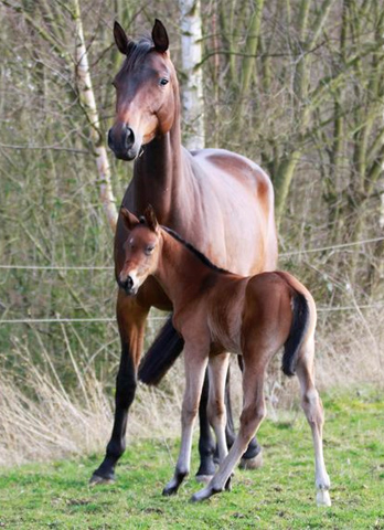 Trakehner Stutfohlen von Exclusiv u.d. Pr.u.StPrSt. Konora v. Hofrat, Foto: Jrn