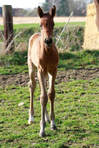 Trakehner Stutfohlen von Exclusiv u.d. Pr.u.StPrSt. Konora v. Hofrat, Foto: Jrn