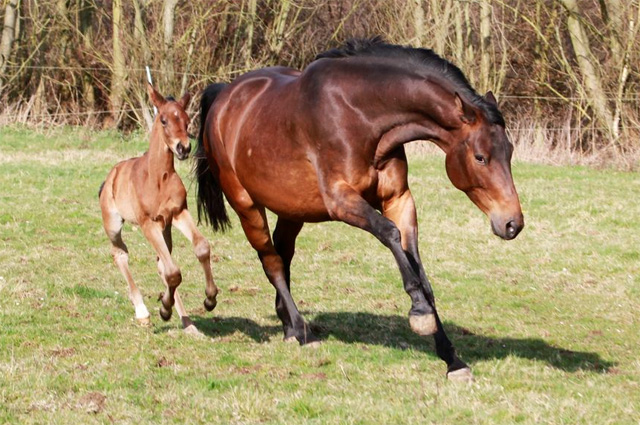 Trakehner Stutfohlen von Exclusiv u.d. Pr.u.StPrSt. Konora v. Hofrat, Foto: Jrn