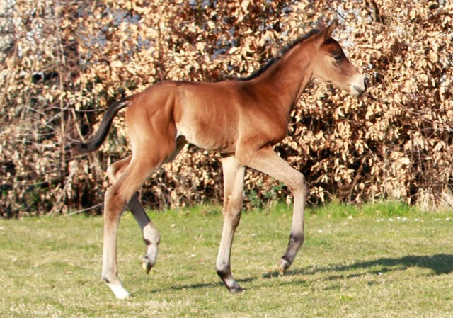 Trakehner Stutfohlen von Exclusiv u.d. Pr.u.StPrSt. Konora v. Hofrat, Foto: Jrn