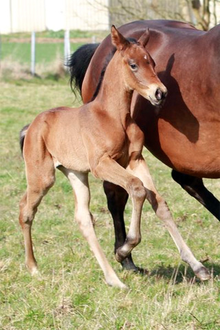 Trakehner Stutfohlen von Exclusiv u.d. Pr.u.StPrSt. Konora v. Hofrat, Foto: Jrn