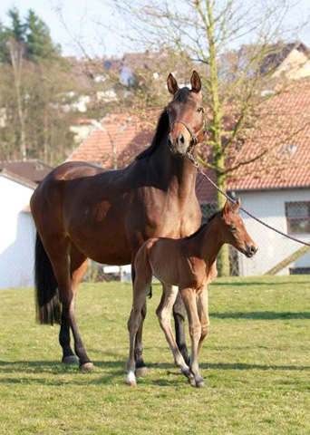 Trakehner Stutfohlen von Exclusiv u.d. Pr.u.StPrSt. Konora v. Hofrat, Foto: Jrn