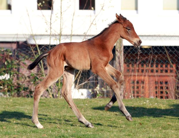 Trakehner Stutfohlen von Exclusiv u.d. Pr.u.StPrSt. Konora v. Hofrat, Foto: Jrn