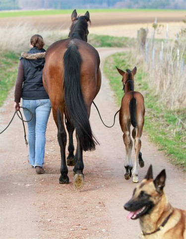 Trakehner Stutfohlen von Exclusiv u.d. Pr.u.StPrSt. Konora v. Hofrat, Foto: Jrn