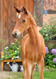 Stutfohlen von Kostolany - Mnchhausen - Argentinus - Foto: Beate Langels