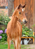 Stutfohlen von Kostolany - Mnchhausen - Argentinus - Foto: Beate Langels