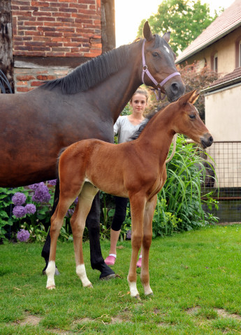 Stutfohlen von Kostolany x Mnchhausen, Zchter: 
Familie Heidenreich - Foto: Beate Langels