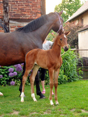 Stutfohlen von Kostolany x Mnchhausen, Zchter: 
Familie Heidenreich - Foto: Beate Langels