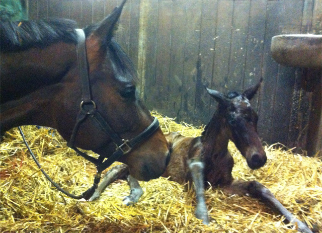 Trakehner Stutfohlen von Exclusiv u.d. Pr.u.StPrSt. Konora v. Hofrat, Foto: Jrn