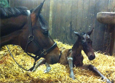 Stutfohlen KALATHA von Exclusiv x Hofrat, Foto: Barbara Jrn