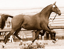 Pr.u.Elitestute Kalmar von Exclusiv, Foto: Beate Langels - Gestüt Hämelschenburg