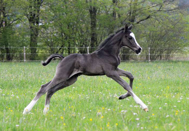 Trakehner Hengstfohlen von Saint Cyr - Friedensfrst, Foto: Luisa Klein