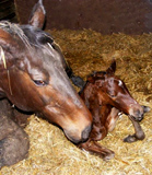 Stutfohlen von Saint Cyr u.d. Karisha v. Ostermond - Foto: Rupp