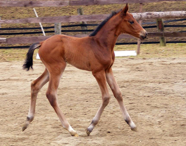 Trakehner Stutfohlen von Saint Cyr u.d. Karisha, Foto: Rupp