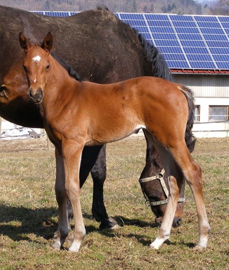 Trakehner Stutfohlen von Saint Cyr u.d. Karisha, Foto: Rupp