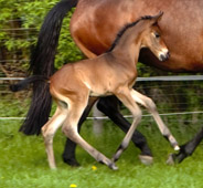 Trakehner Stutfohlen von Saint Cyr  - Foto: Schwarz