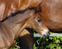 Trakehner Stutfohlen von Saint Cyr  - Foto: Schwarz