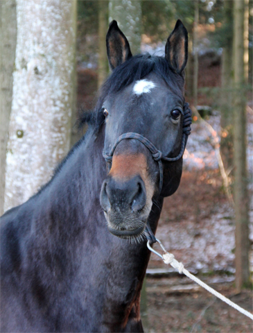 Sputnik von Meraldik u.d. Schwalbenflair von Exclusiv - Foto: Beate Langels
