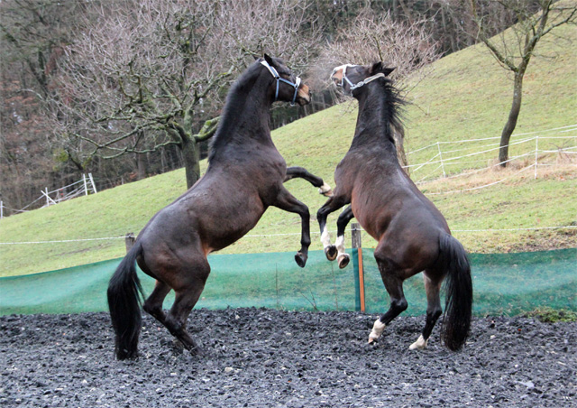 Sputnik von Meraldik u.d. Schwalbenflair von Exclusiv - Foto: Beate Langels