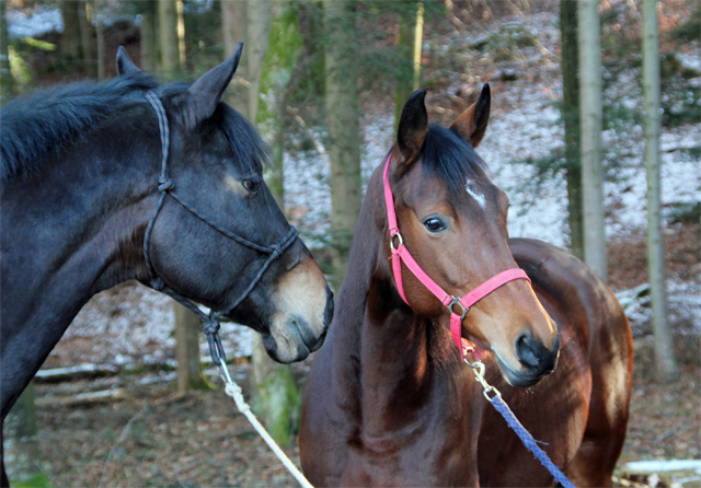 Sputnik von Meraldik u.d. Schwalbenflair von Exclusiv - Foto: Beate Langels