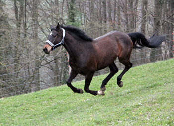 Sputnik von Meraldik u.d. Schwalbenflair von Exclusiv - Foto: Beate Langels
