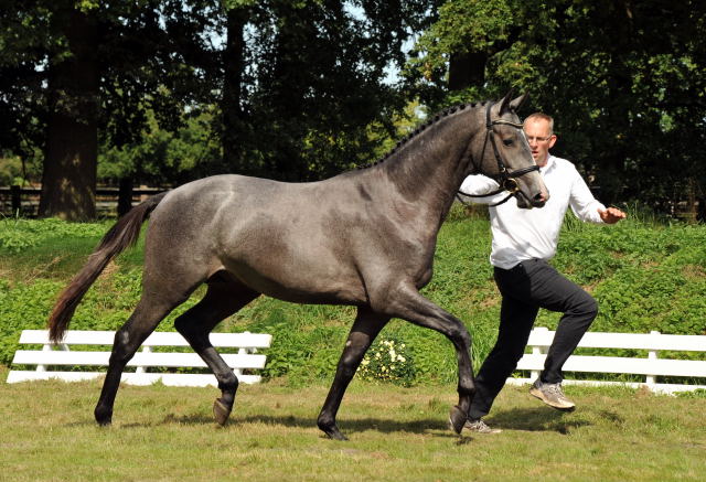 Trakehner Hengst aus der Thalia v. Exclusiv - copyright Beate Langels, Trakehner Gestt Hmelschenburg