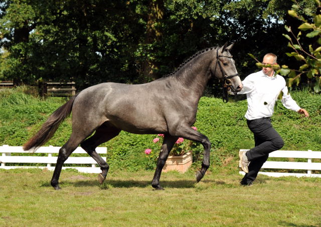 Trakehner Hengst aus der Thalia v. Exclusiv - copyright Beate Langels, Trakehner Gestt Hmelschenburg