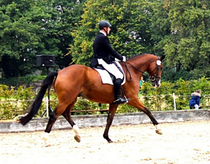 Tolkien 2014 - Foto: Rutsch, Trakehner Gestt Hmelschenburg