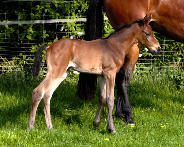 Trakehner Stutfohlen von Saint Cyr - Le Rouge, Foto: Schwarz