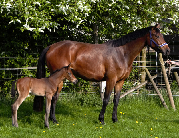 Trakehner Stutfohlen von Saint Cyr - Le Rouge, Foto: Schwarz