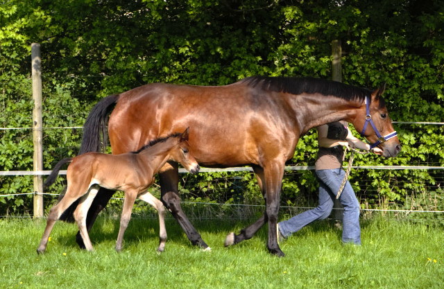 Trakehner Stutfohlen von Saint Cyr - Le Rouge, Foto: Schwarz