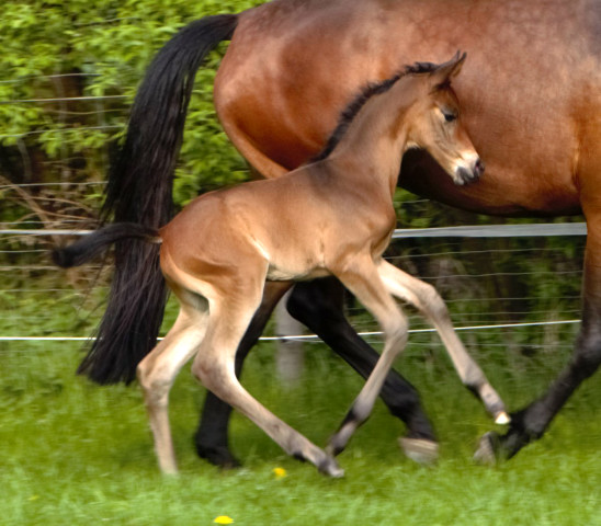 Trakehner Stutfohlen von Saint Cyr - Le Rouge, Foto: Schwarz