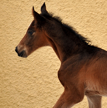 Colt by Showmaster out of Kaiserspiel by Exclusiv, Gestt Hmelschenburg - Beate Langels