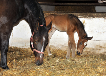 Trakehner colt by Showmaster out of Kaiserspiel by Exclusiv - Gestt Hmelschenburg - Beate Langels