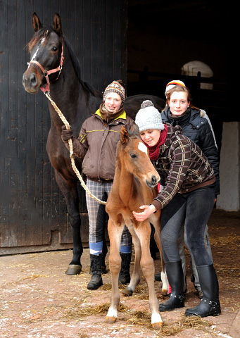 Trakehner colt by Showmaster out of Kaiserspiel by Exclusiv - Gestt Hmelschenburg - Beate Langels