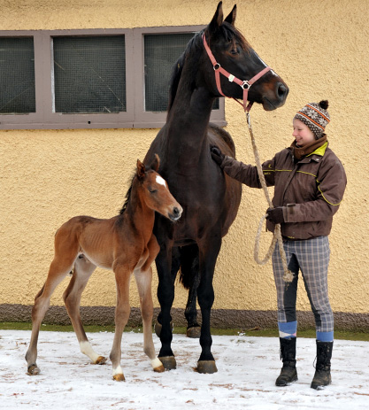 Hengstfohlen v. Showmaster u.d. Kaiserspiel v. Exclusiv