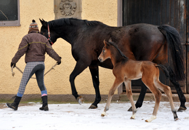 Trakehner colt by Showmaster out of Kaiserspiel by Exclusiv - Gestt Hmelschenburg - Beate Langels