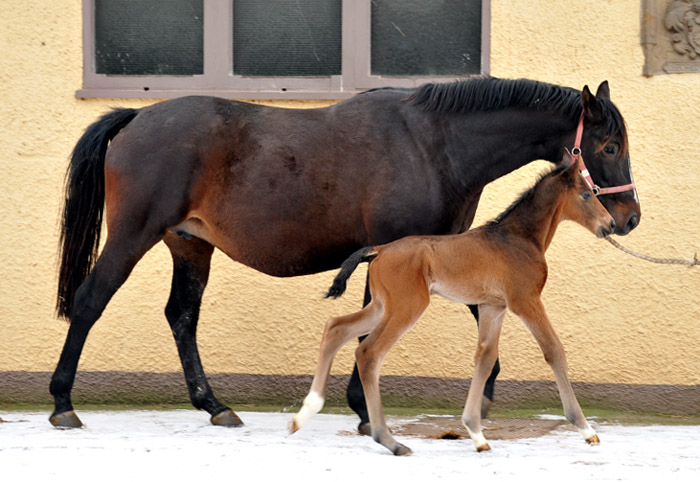 Trakehner colt by Showmaster out of Kaiserspiel by Exclusiv - Gestt Hmelschenburg - Beate Langels